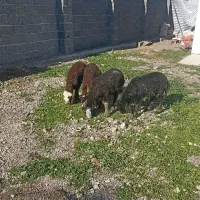 ۴رآس بره قزل افشار ،بهترین جنس،۳تا نر،یکی ماده