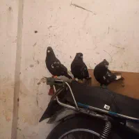 کفتر صید|پرنده|مشهد, پورسینا|دیوار