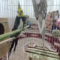 عروس هلندی جفت|پرنده|لامرد, |دیوار