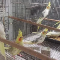 جوجه عروس هلندی دو کت