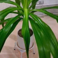 گل سوسن عنکبوتی