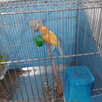 قناری پرتقالی سوپری بلند