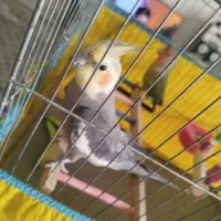 طوطی عروس و برزیلی|پرنده|محمدشهر, شهرک پیام (مهرالبرز)|دیوار