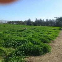 اجاره زمین کشاورزی