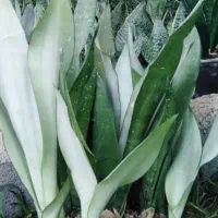 فروش نهال سانسوریا مهتابی وسبز|گل و گیاه طبیعی|چابهار, |دیوار