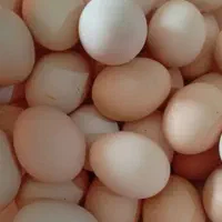فروش تخم مرغ محلی تازه