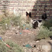 ۵تا مرغ و یک خروس|حیوانات مزرعه|تربت جام, یحیی آباد|دیوار