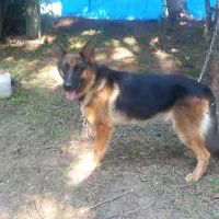 ژرمن ماده یک‌ونیم ساله