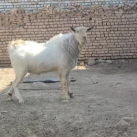 نر بز سانن|حیوانات مزرعه|تربت‌حیدریه, پائین ولایت|دیوار