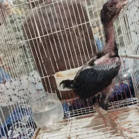 دوعدد جوجه لاری اصل