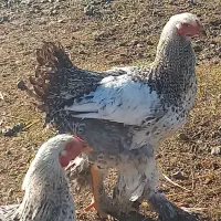 خروس محلی پاپر