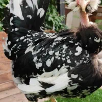 جوجه گلین گردن لخت چهل تاج و ریشو مشکی خال سوزنی