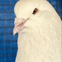 کبوتر فضله کبوترچلغوز
