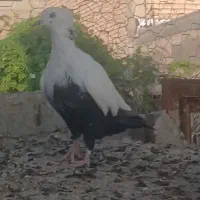 کبوتر. دمبی سیاه دم سرور دم سفید. فسا