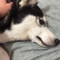 هاسکی گمشده|حیوانات|تهران, اسفندیاری|دیوار