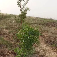 شراکت برای احداث گلخانه