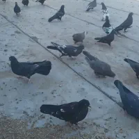 پرنده کفتر|پرنده|چادگان, |دیوار