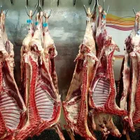 گوشت گوساله نر|خوردنی و آشامیدنی|یزد, |دیوار