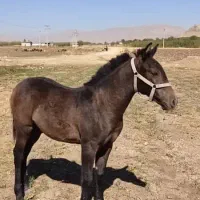 باسلام کره نر هفت ماهه
