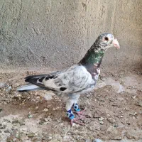 کبوتر سرور و شامی کاکلی و میولمنز و پشت گراف کاکلی