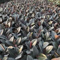 فروش انواع گلهای اپارتمانی|گل و گیاه طبیعی|سنندج, |دیوار