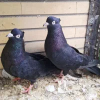 کبوتر زاغ آبادانی