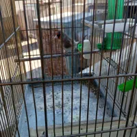 جوجه سهره نر دورگ فیروزکوهی