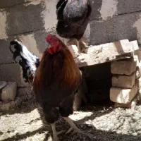 خروس ۷ ماهه|حیوانات مزرعه|مشهد, کلاکوب|دیوار