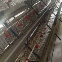 قفس منبری مرغ|لوازم جانبی حیوانات|دلوار, |دیوار