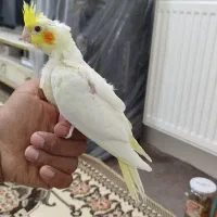 جوجه عروس هلندی