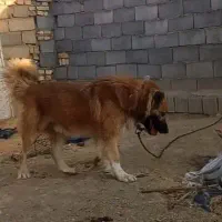 سگ نژاد قفقاز