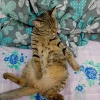 واگذاری گربه دی اس اچ