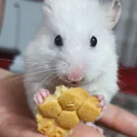 همستر باهوش و زیبا