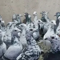 کبوتر|پرنده|شیراز, کوزه گری|دیوار