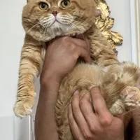 گربه