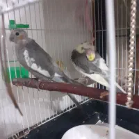 پرنده عروس|پرنده|سنگر, |دیوار