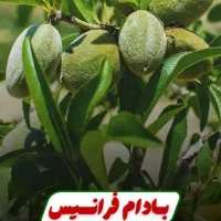 فروش انوع نهال بادام فرانیس و ... صادرات محور
