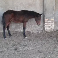 کره خیلی آروم