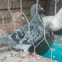 یک جفت سینه سیاه با یک سبز پلاکی|پرنده|طبس, |دیوار