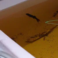 ماهی|ماهی|قم, شهرک امام حسن|دیوار