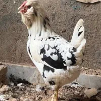 تخم مرغ خوراکی و  نطفه دار گلین لری پنگوئنی