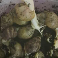 حلزون آچاتینا و جید