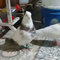 جفت طوقی دورنگ