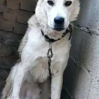 سگ نگهبان واگذاری|سگ|کرمان, |دیوار