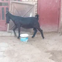 نژدی یک  نزدیک بزا