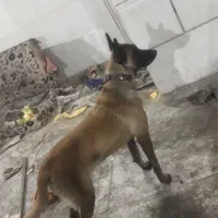 سگ مالینویز ماده یک ساله اصیل