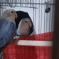 جفت طوطی برزیلی باتخم