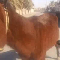 اسب نریان ب قیمت گوسفند