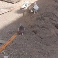 کفتر پستی|پرنده|رضویه, |دیوار