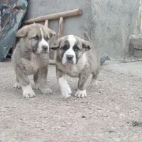 توله نژاد خراسانی